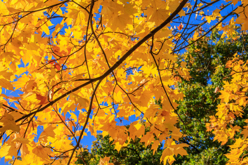Großen Garten, Dresden im Goldenen Herbst