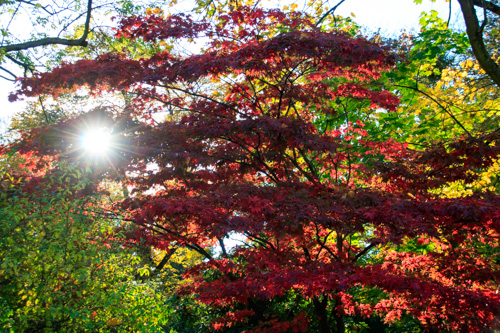Großer Garten, Dresden im Goldenen Herbst