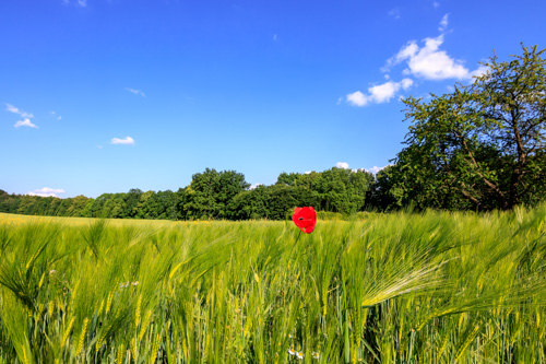 Ein Farbtupfer in der Lohmener Flur